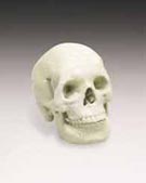skullhobbytron jpg